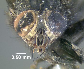 Media type: image;   Entomology 613615 Aspect: head frontal view